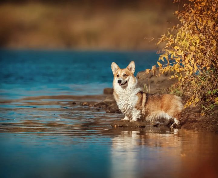Корги стоит в воде у берега на закате
